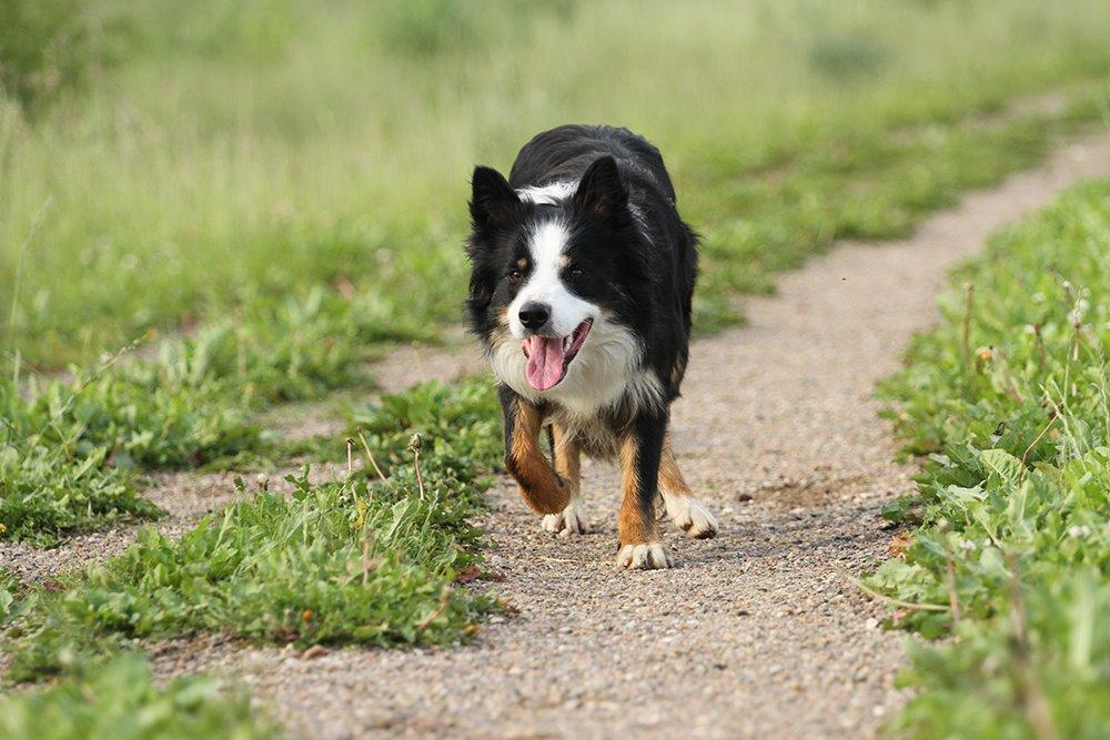 Border collie Kenai billede 3