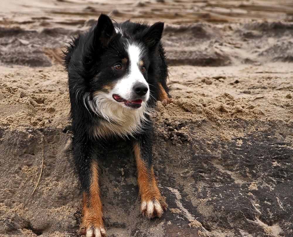 Border collie Kenai billede 10