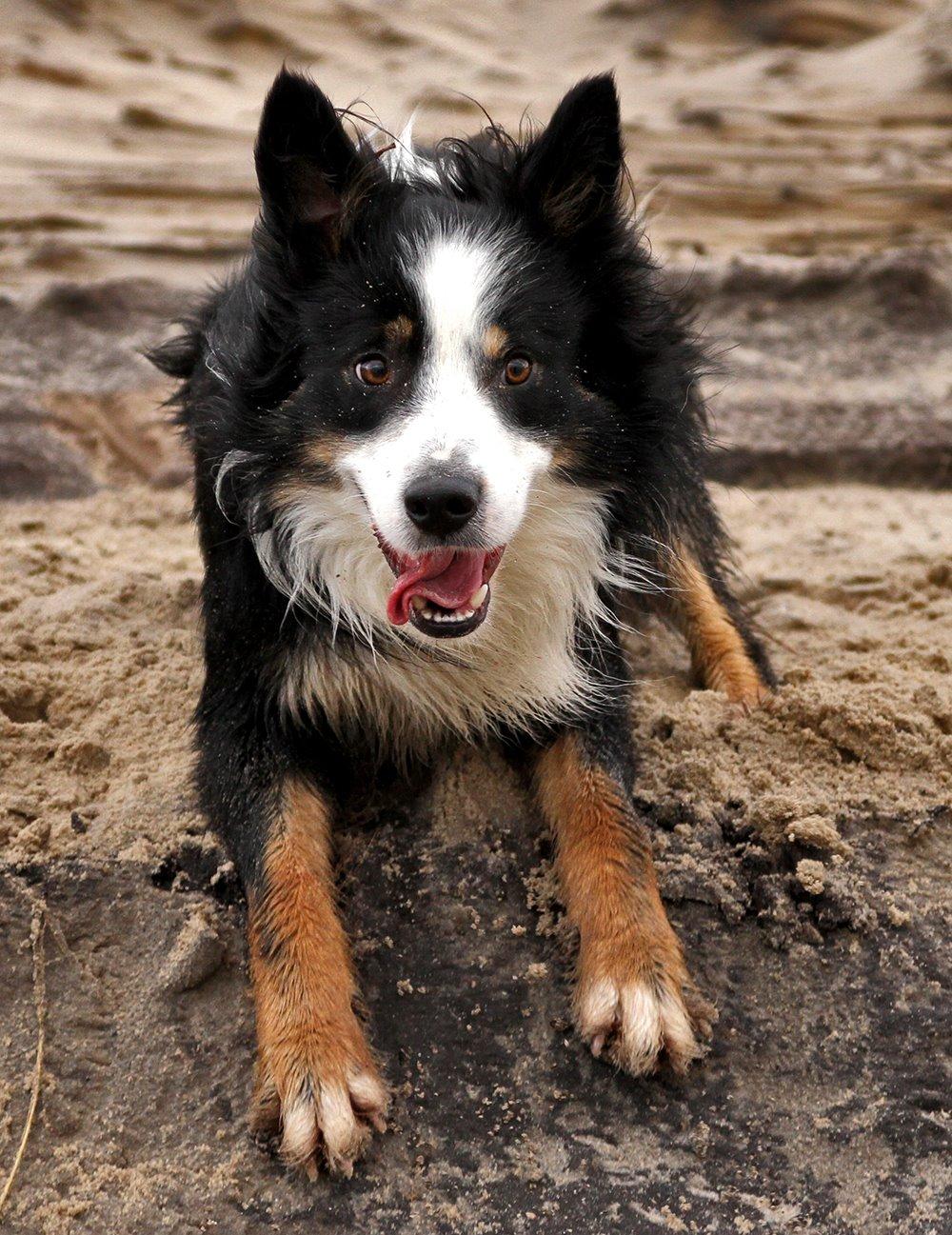 Border collie Kenai billede 9