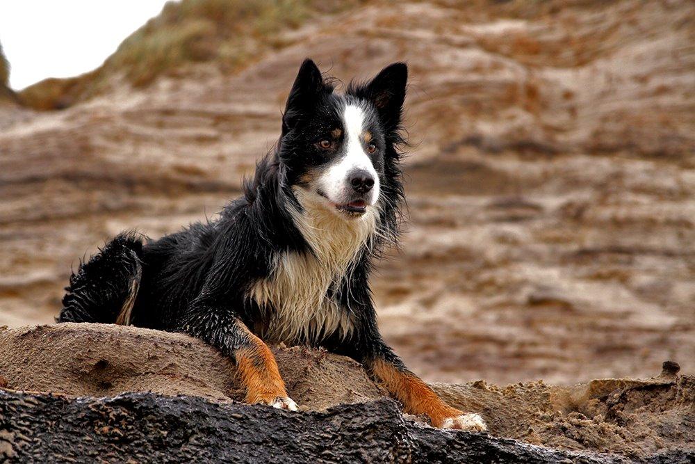 Border collie Kenai billede 11