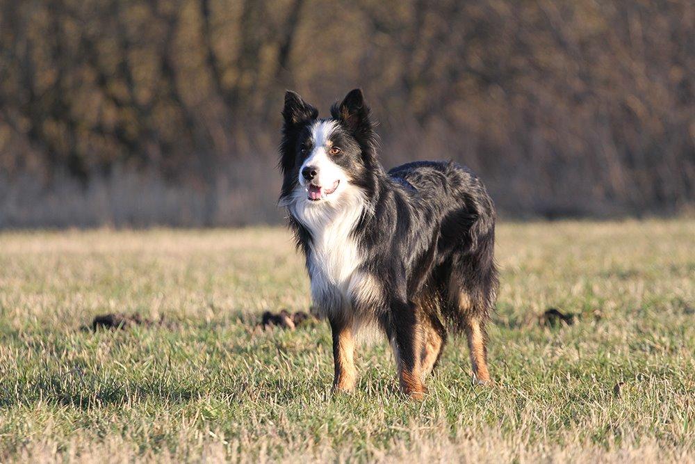 Border collie Kenai billede 12