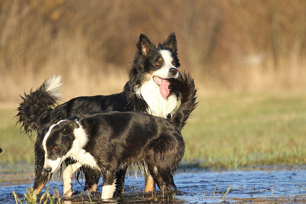 Border collie Kenai billede 14