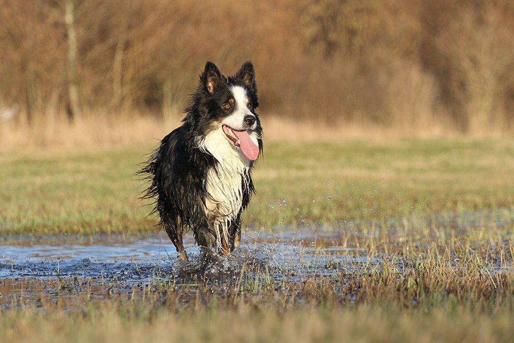 Border collie Kenai billede 15