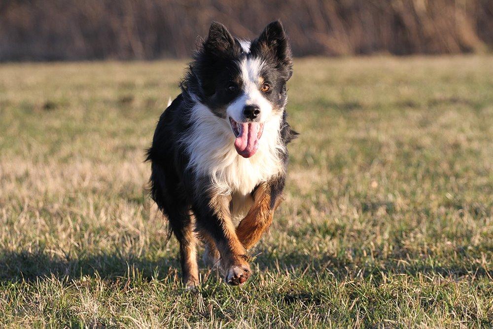 Border collie Kenai billede 13