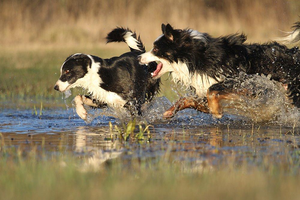 Border collie Kenai billede 17