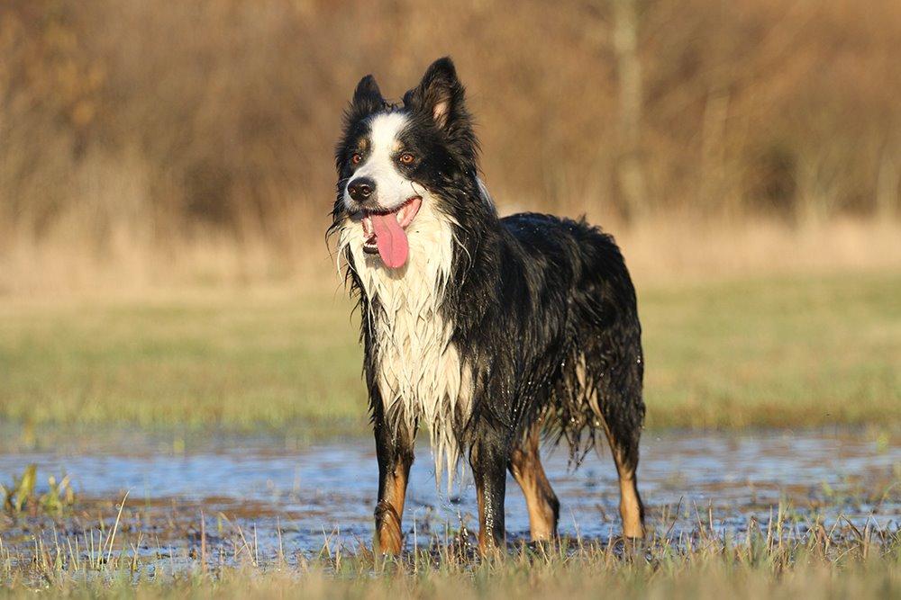 Border collie Kenai billede 18