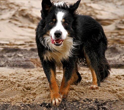 Border collie Kenai billede 1