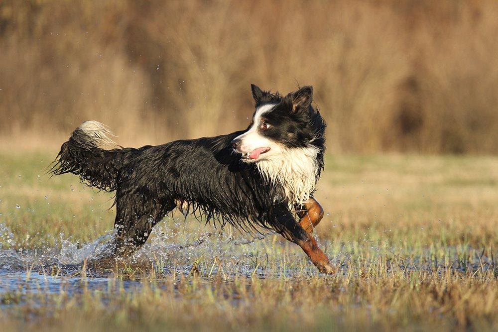 Border collie Kenai billede 16