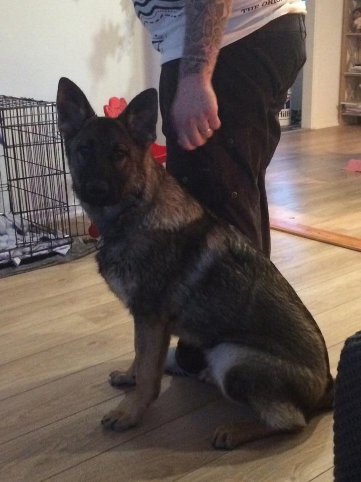 Schæferhund Bella billede 1