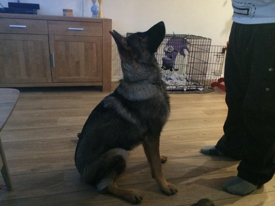 Schæferhund Bella billede 2