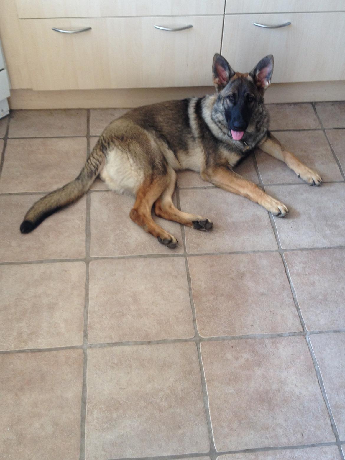 Schæferhund Bella billede 3