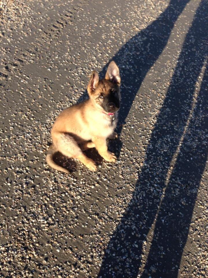 Schæferhund Bella billede 4