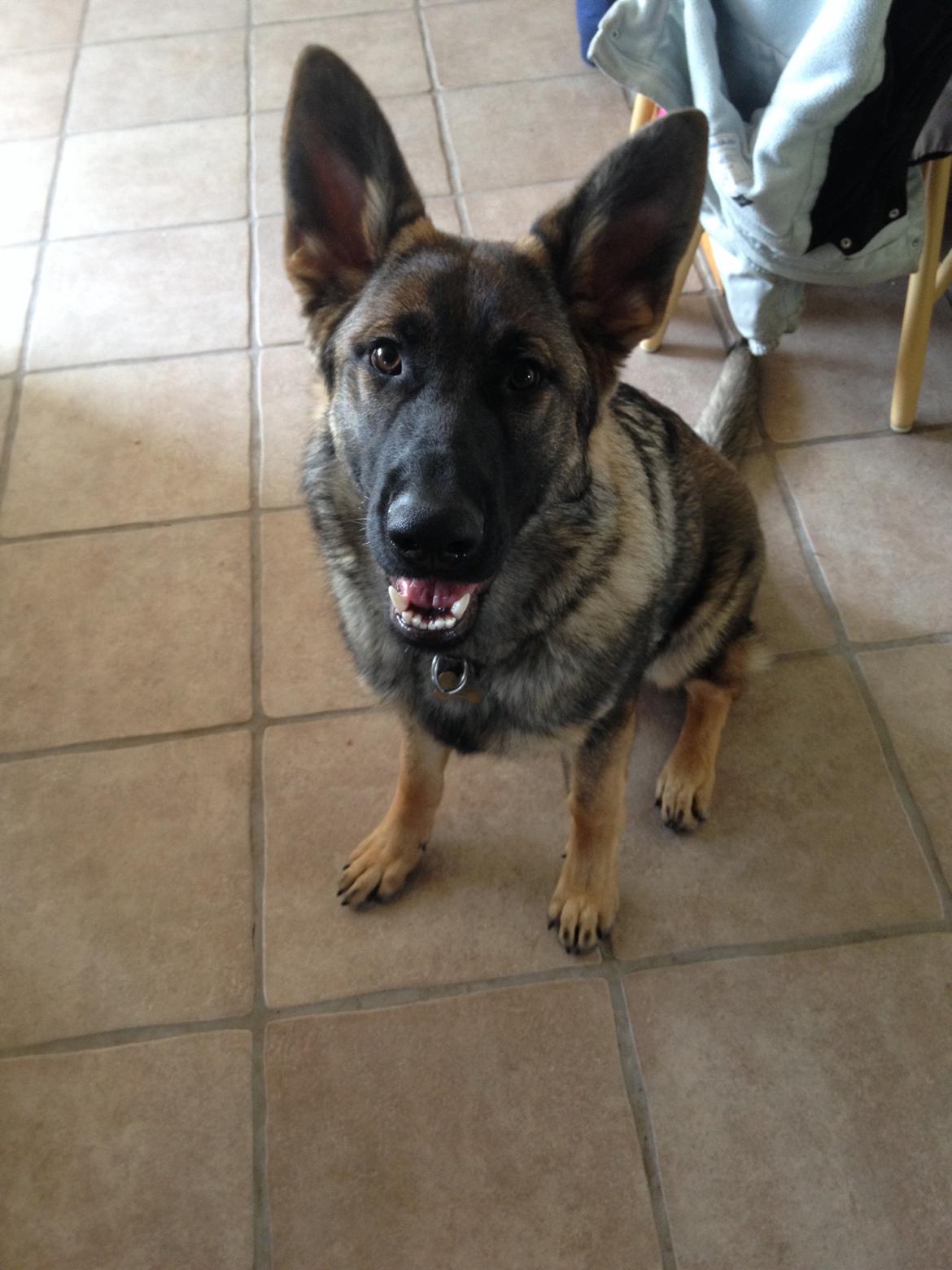 Schæferhund Bella billede 5