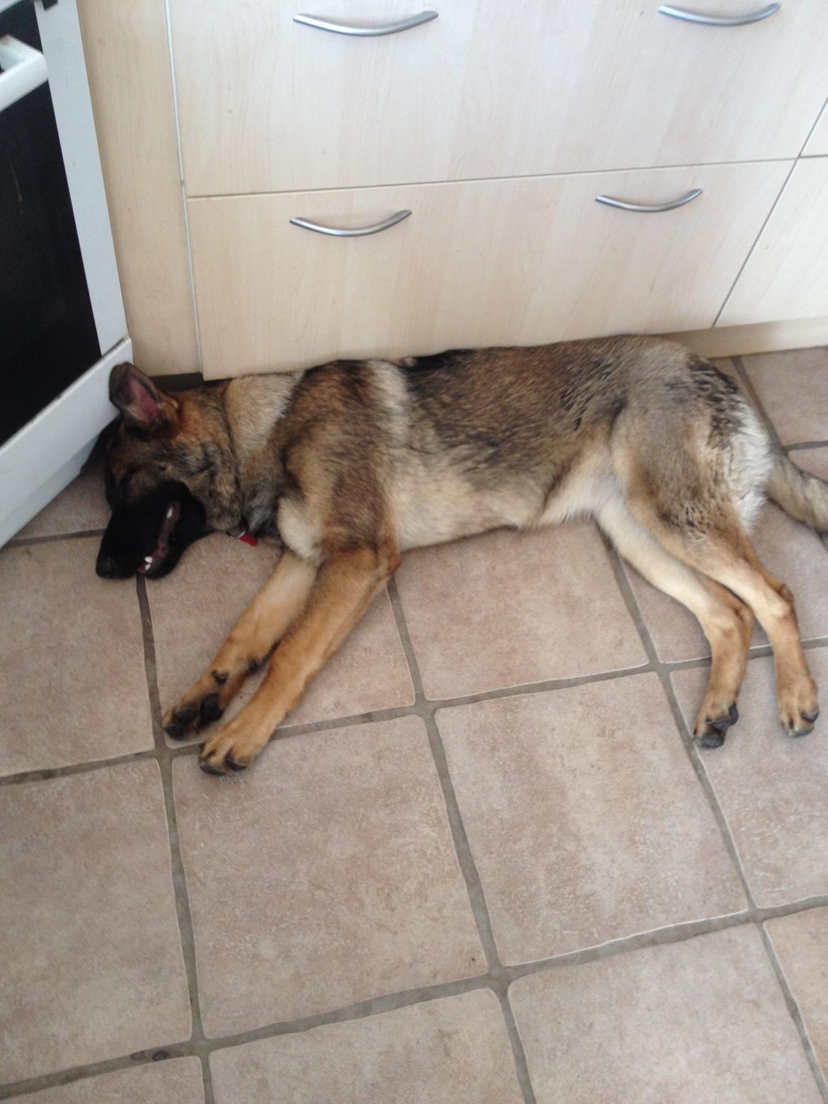 Schæferhund Bella billede 6