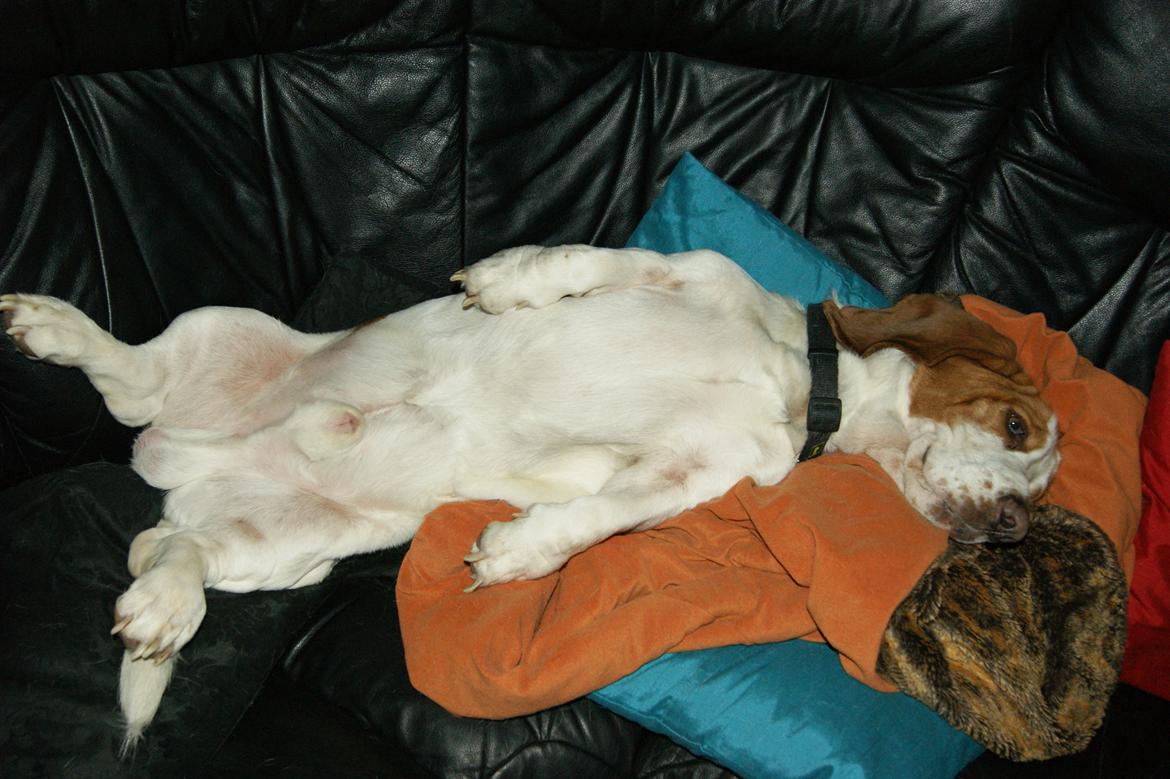 Basset hound Baloo - Sådan sover man bedst.  billede 5