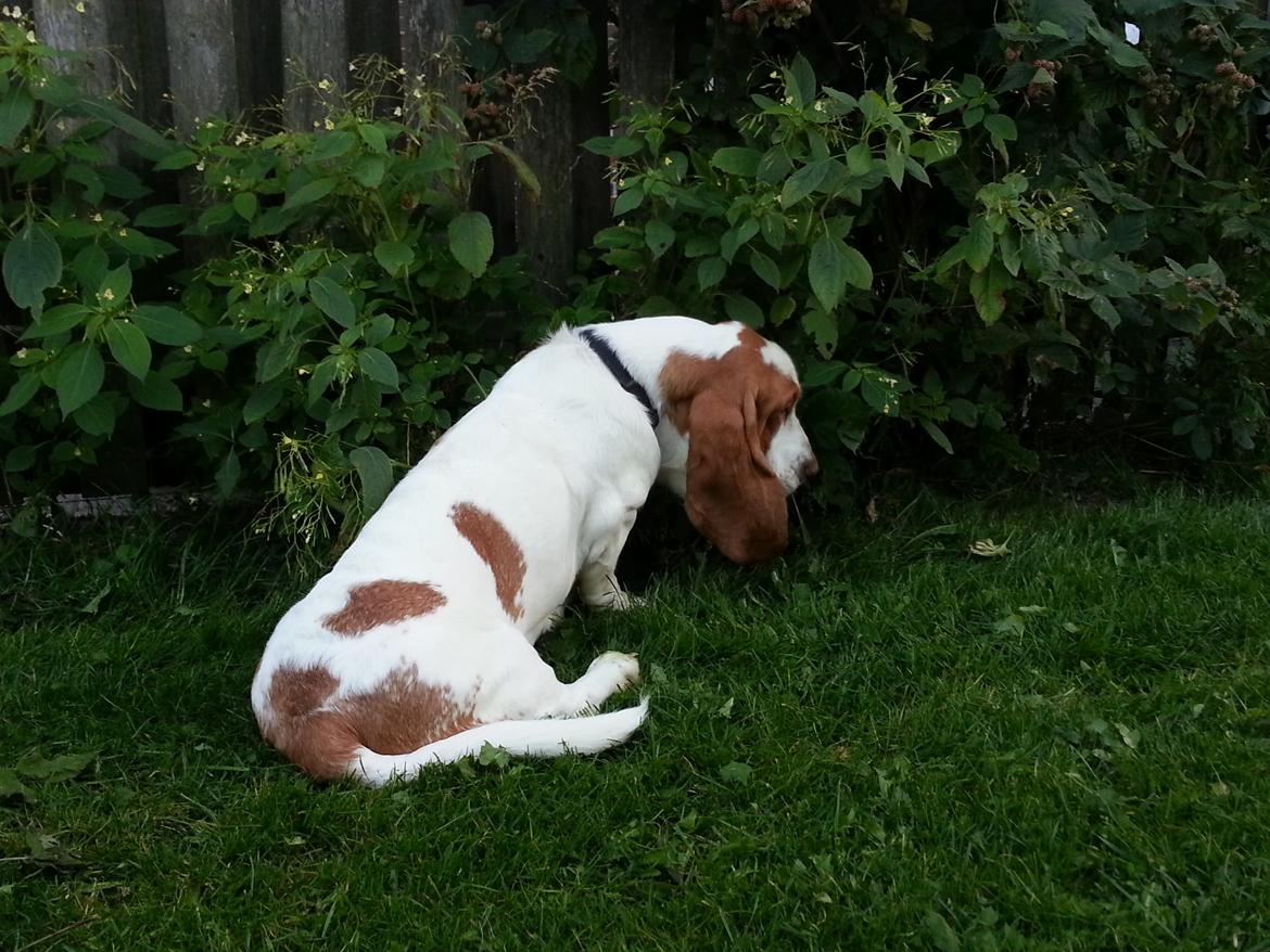 Basset hound Baloo - Det er min lille brombær tyv. billede 1