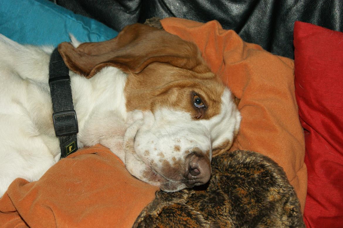 Basset hound Baloo - Jeg sover altså. billede 2