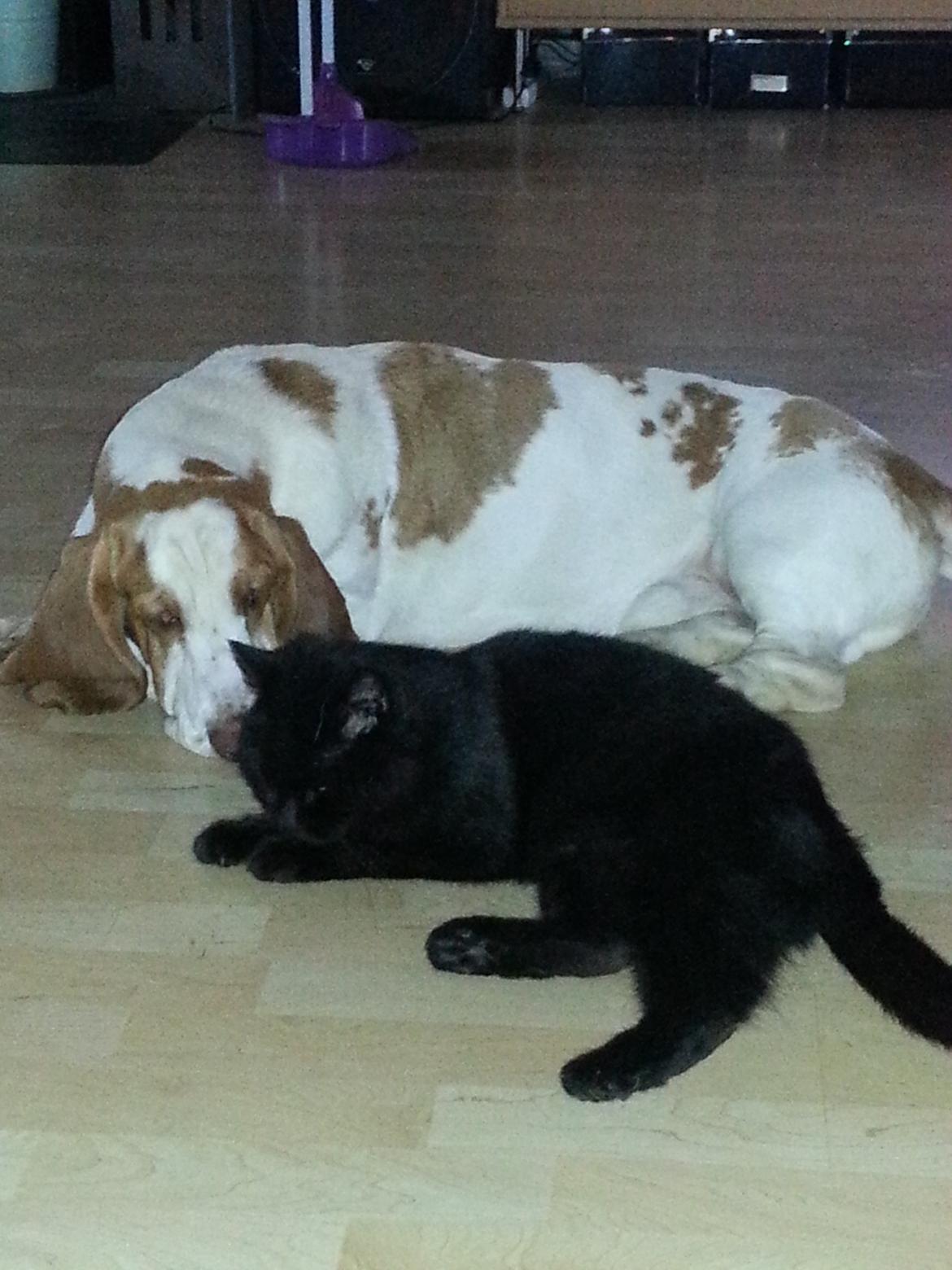 Basset hound Baloo - Baloo og Clausen er de bedste venner billede 3