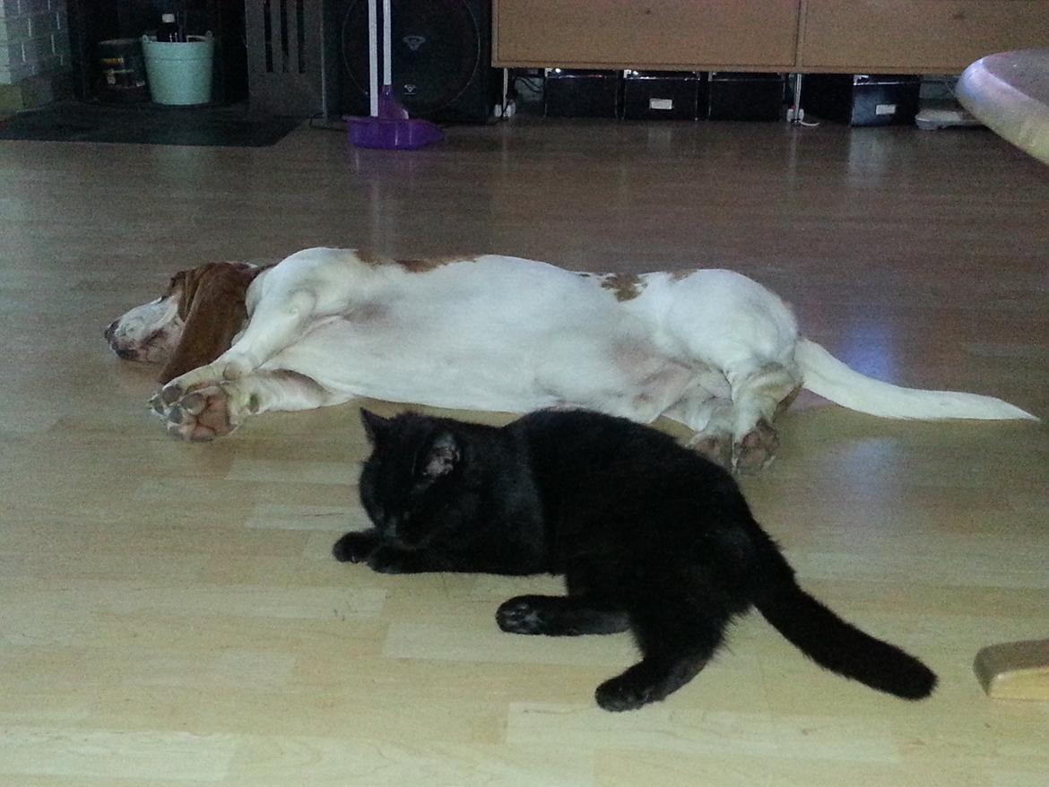 Basset hound Baloo billede 4