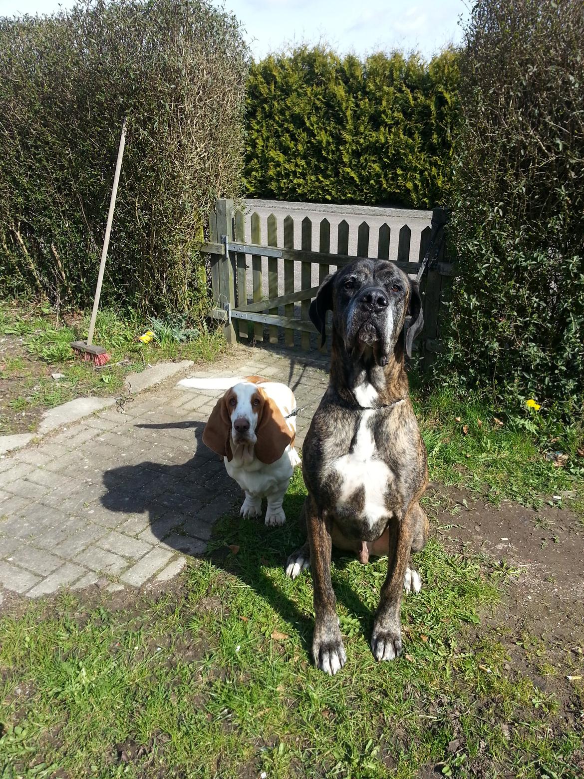 Basset hound Baloo - Ozzy og Baloo.  billede 6
