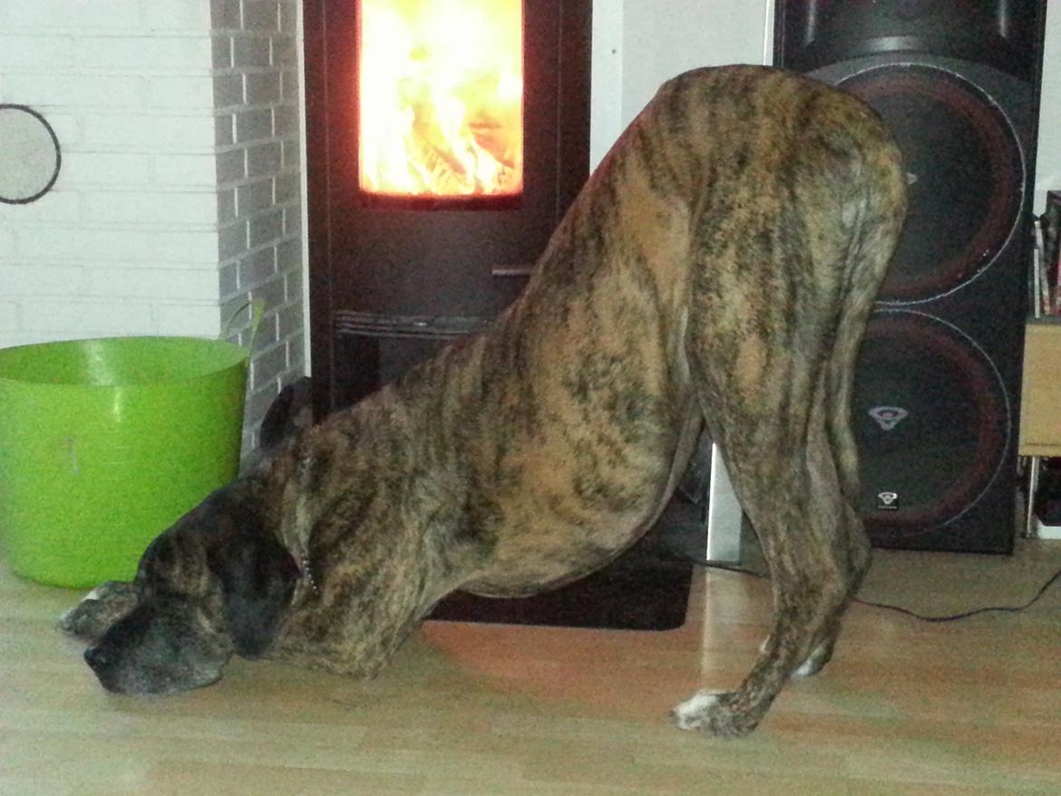 Blanding af racer Ozzy - Kroppen er så stor så det tager lidt længere tid for numsen at lande  :) billede 20