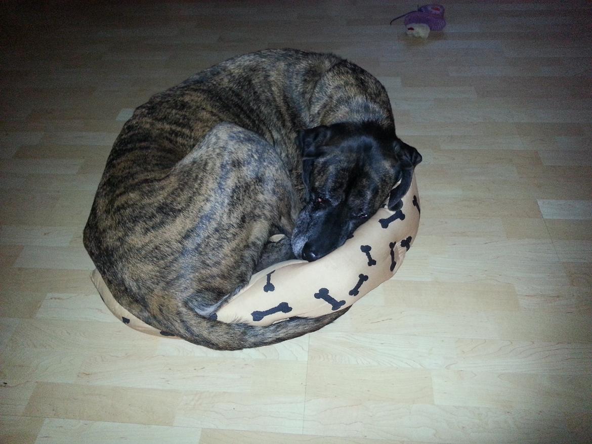 Blanding af racer Ozzy - Jeg kan da godt ligge i den.  billede 22