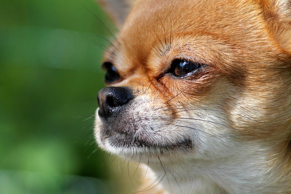 Chihuahua Chihuanas Flush of Hearts - Momo - April 2014 billede 5