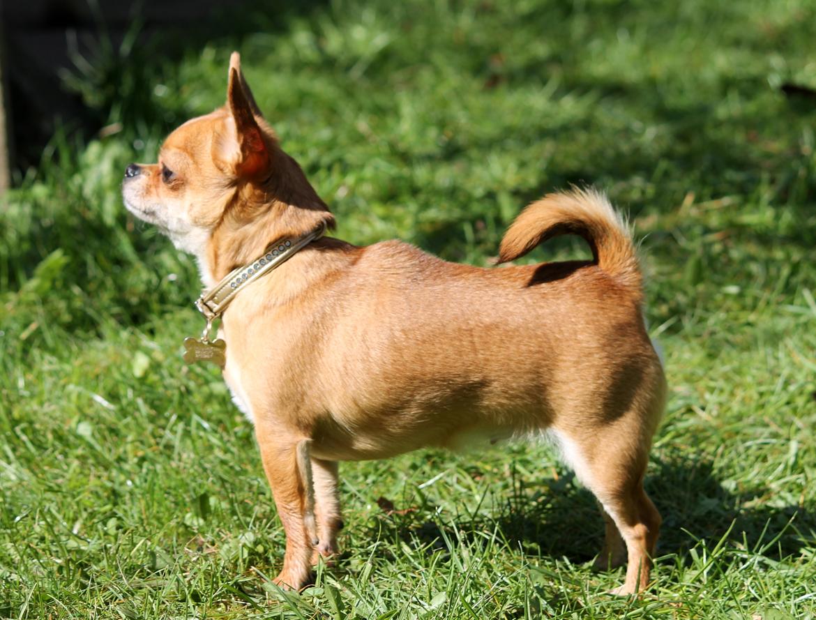 Chihuahua Chihuanas Flush of Hearts - Momo - April 2014 - Momo vogter sin have. ;) billede 30