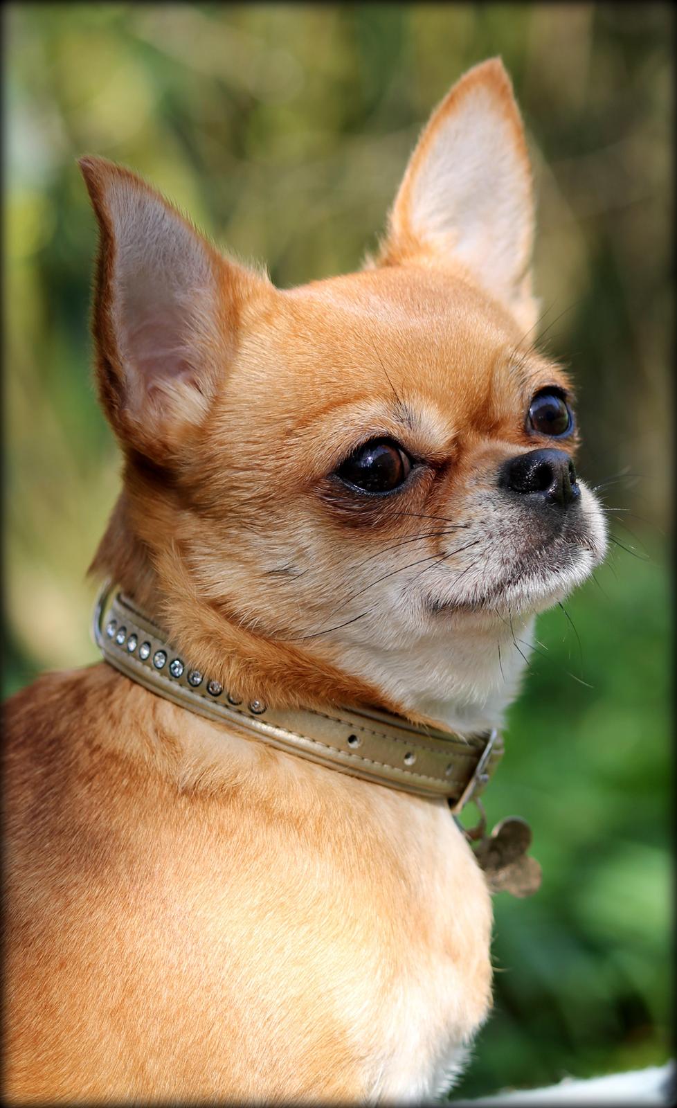 Chihuahua Chihuanas Flush of Hearts - Momo - April 2014 billede 24