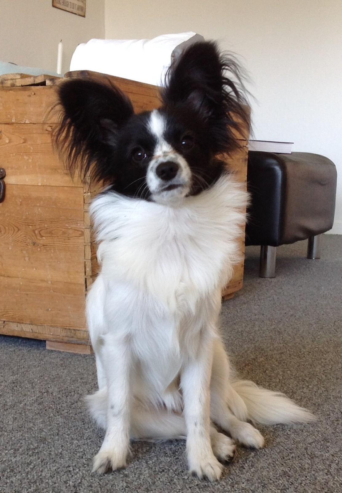 Papillon Jasmin billede 1