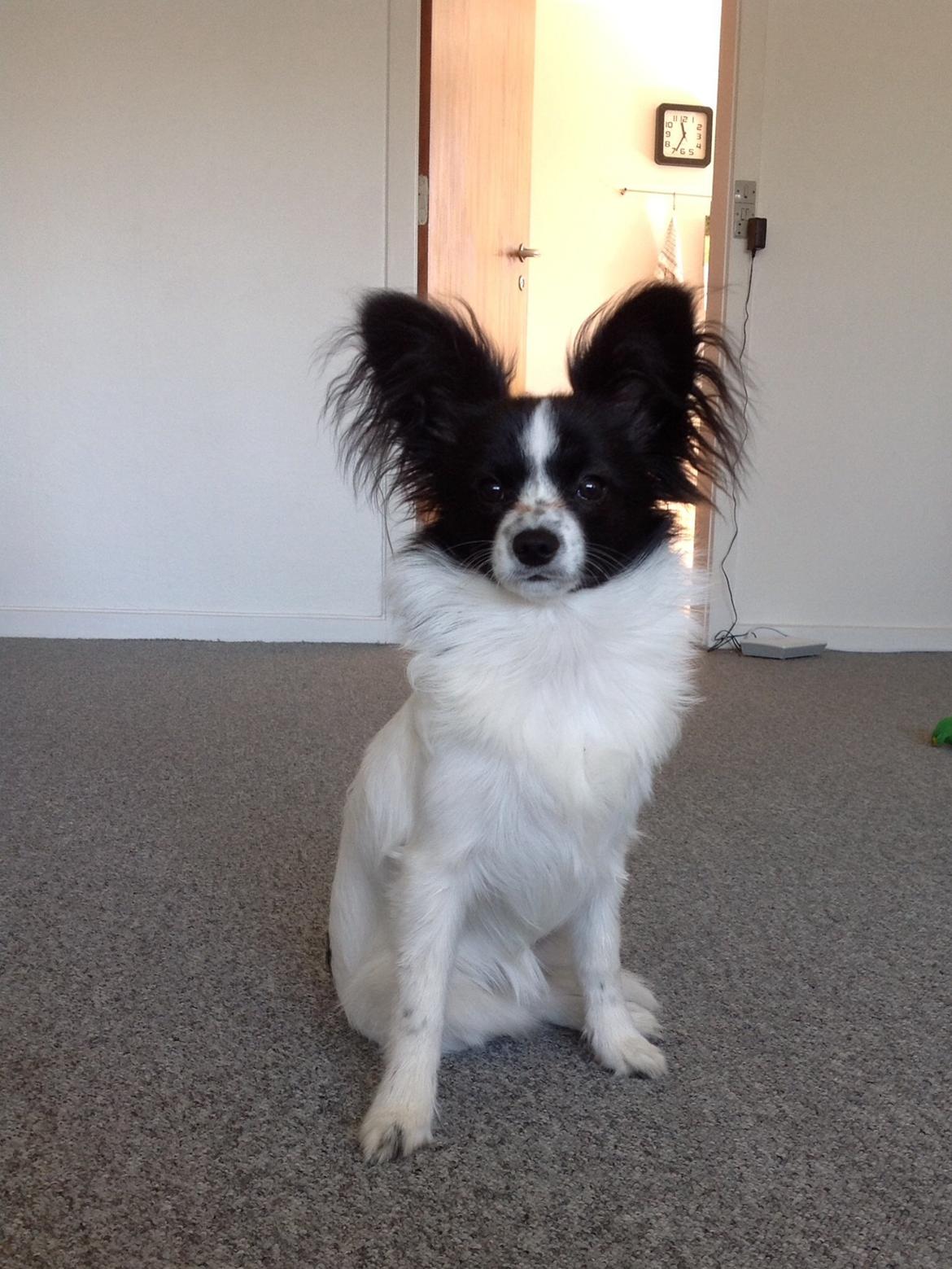 Papillon Jasmin billede 3