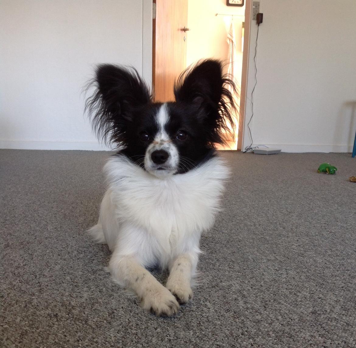 Papillon Jasmin billede 4