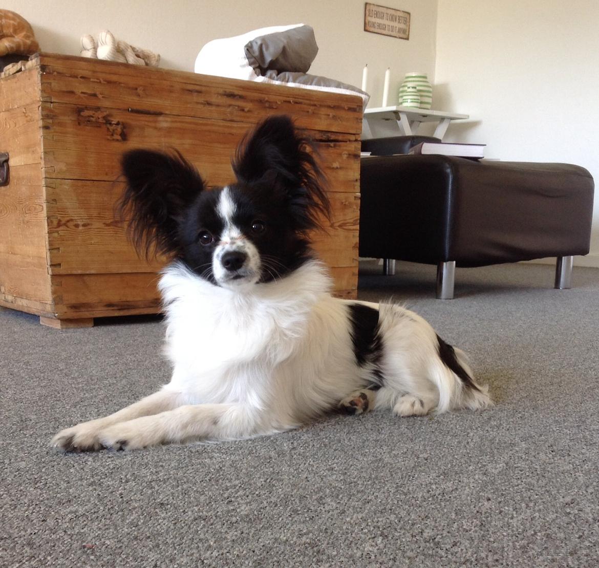 Papillon Jasmin billede 5