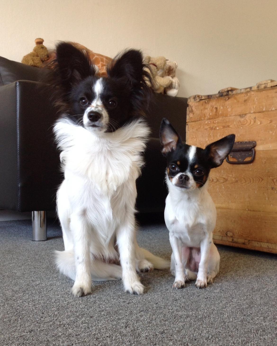 Papillon Jasmin billede 2