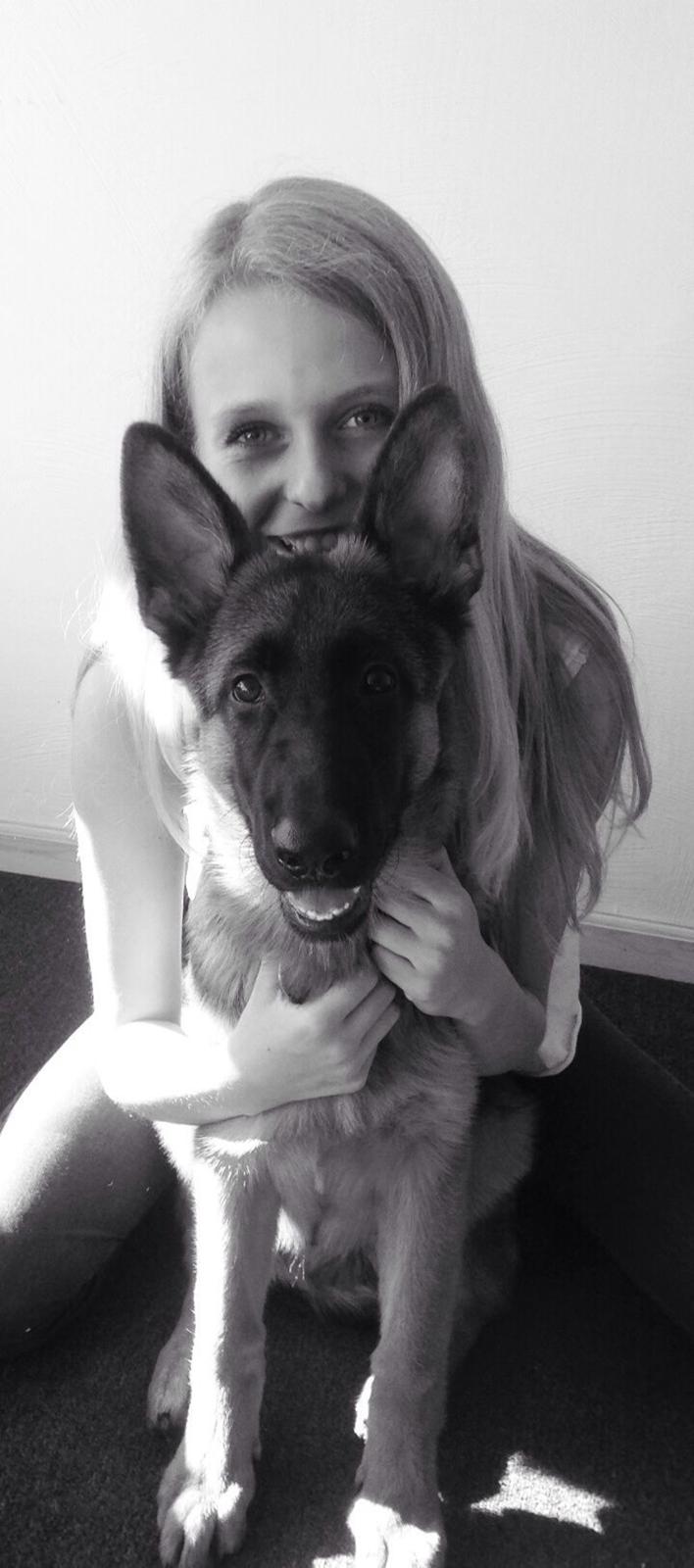 Schæferhund Nørrehedens Ico billede 15