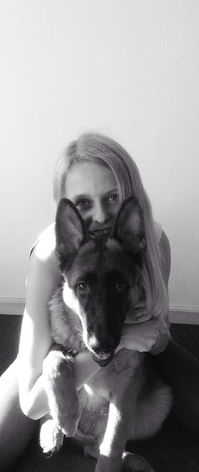 Schæferhund Nørrehedens Ico billede 16