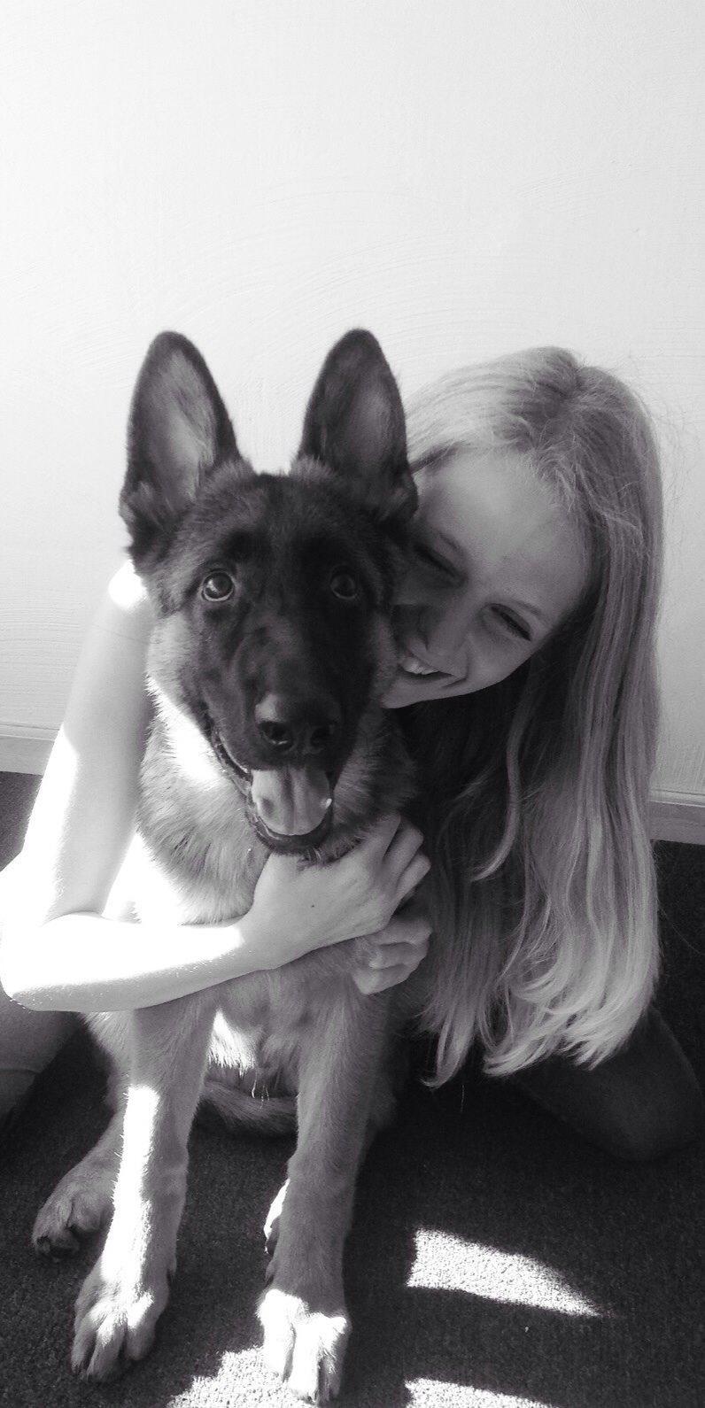 Schæferhund Nørrehedens Ico billede 17