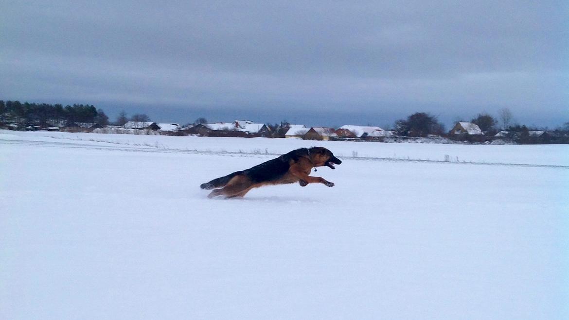 Schæferhund Nørrehedens Ico billede 18