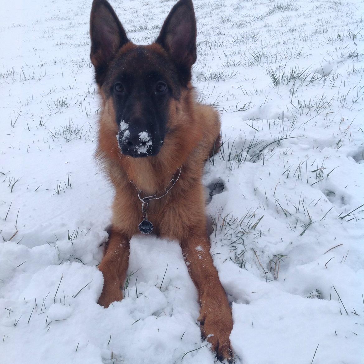 Schæferhund Nørrehedens Ico billede 19