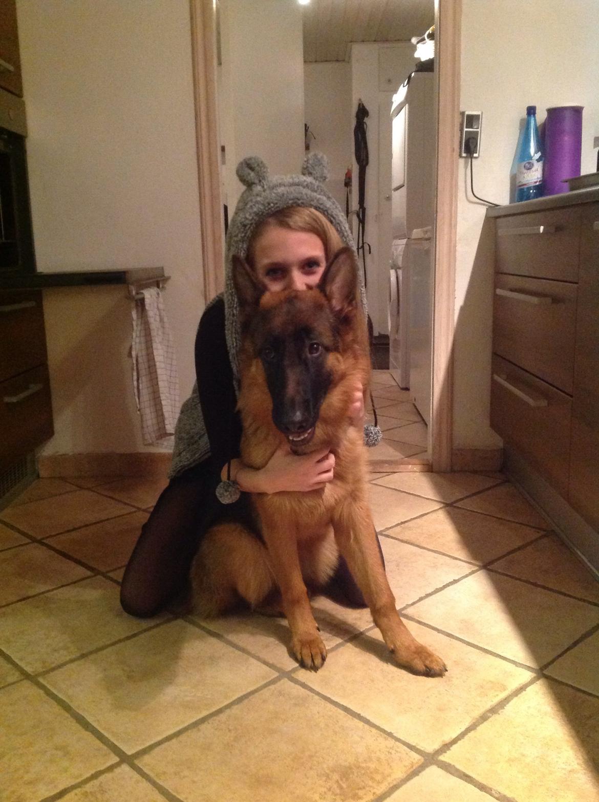 Schæferhund Nørrehedens Ico billede 20