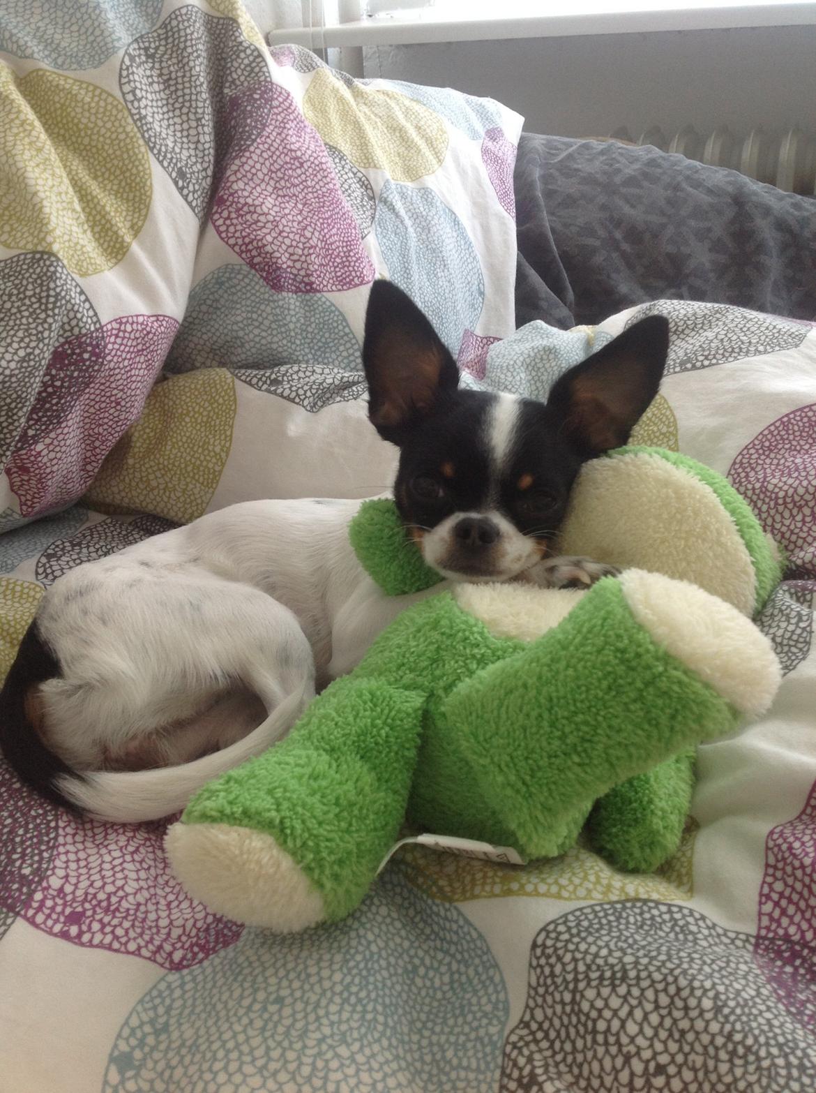 Blanding af racer Cajza billede 11