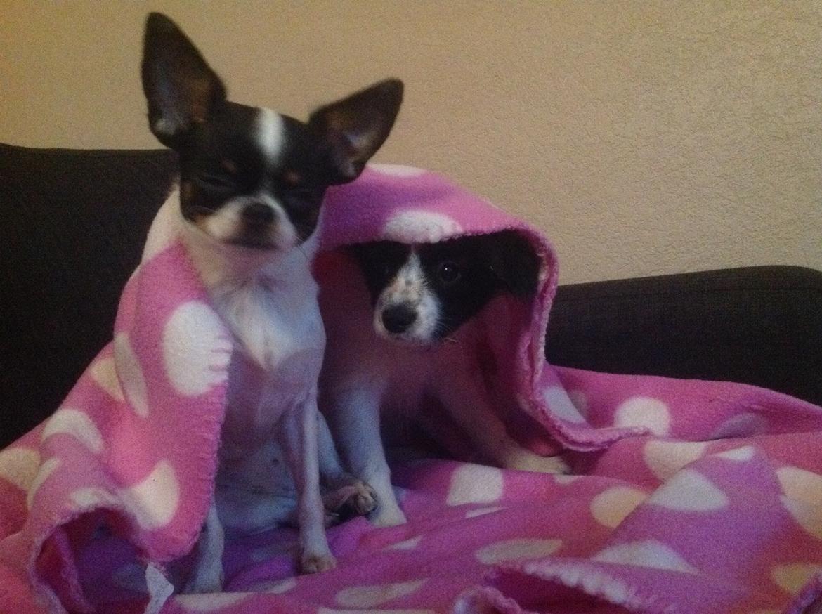 Blanding af racer Cajza billede 12