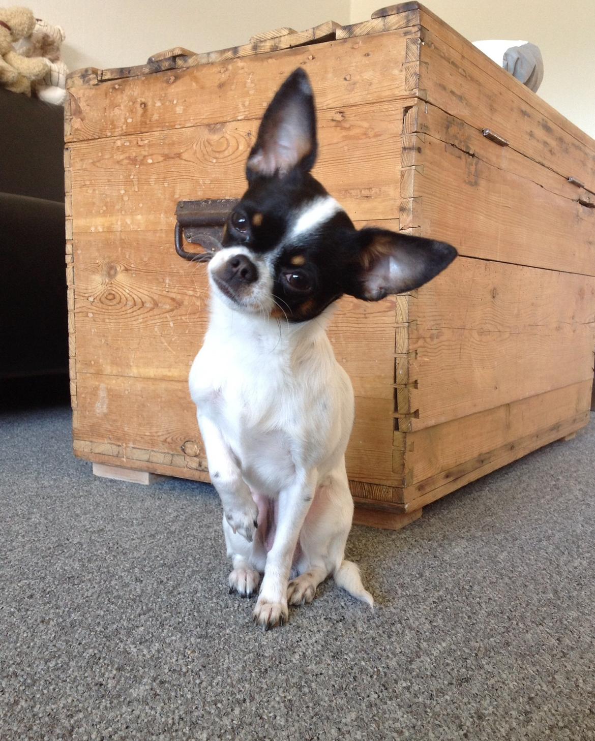 Blanding af racer Cajza billede 14