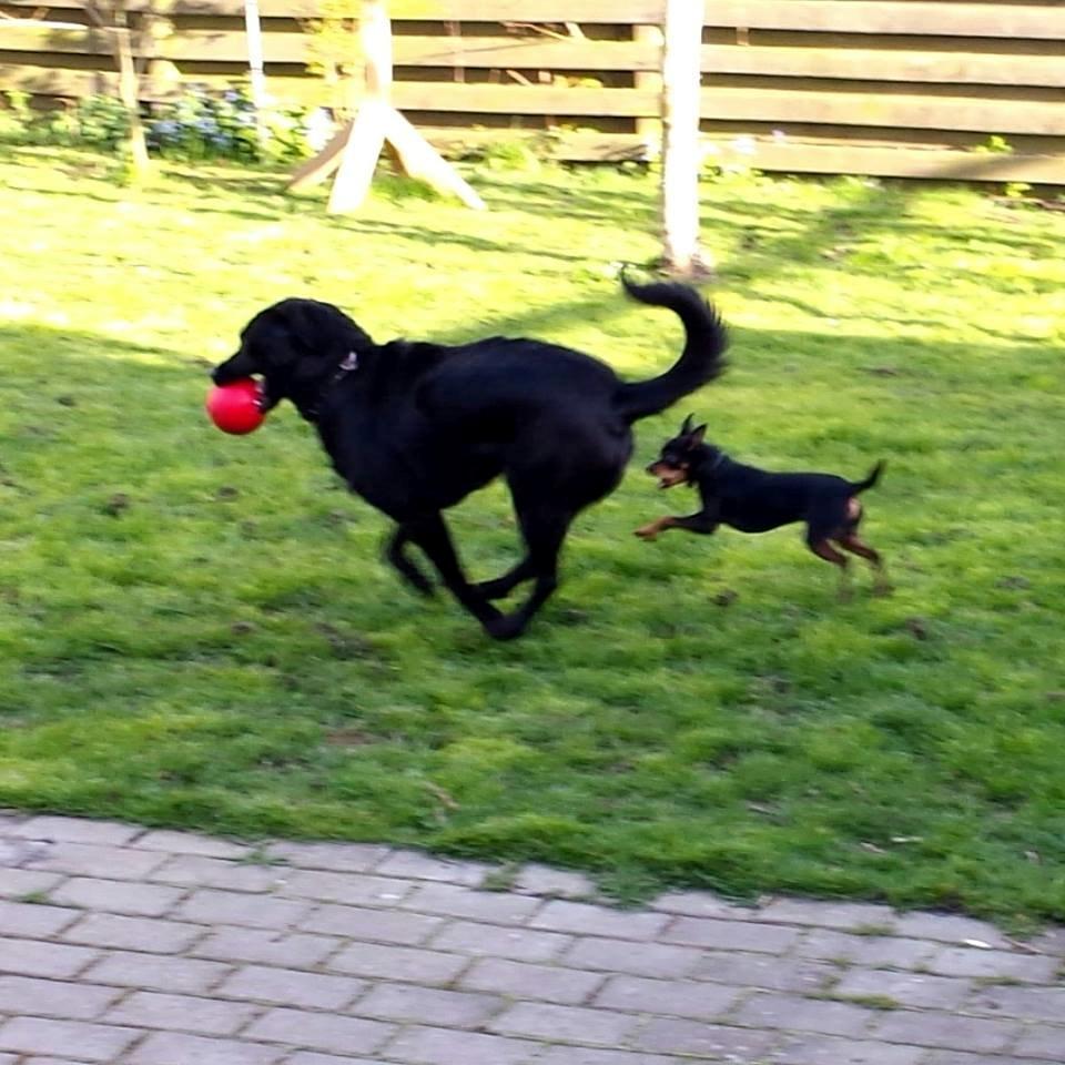 Blanding af racer Ninja *pivdyr* - Den lille efter den store <3 14. april 2014 billede 14