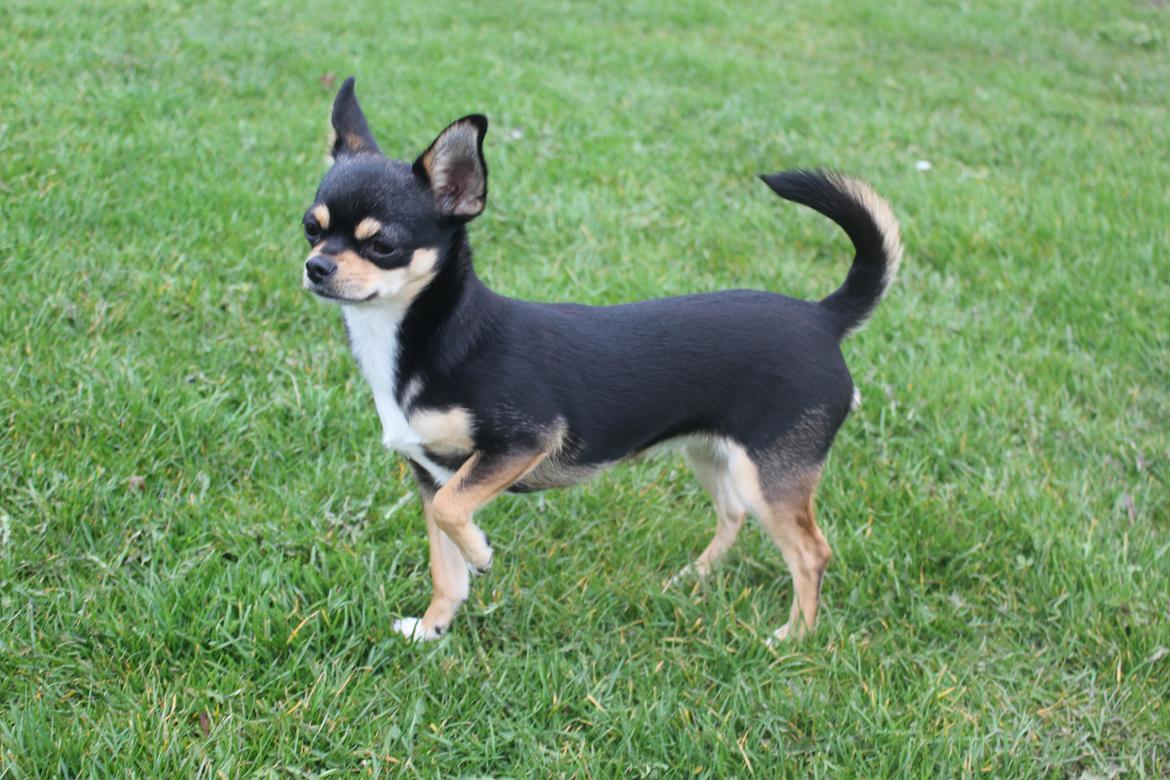 Chihuahua Chilli billede 1