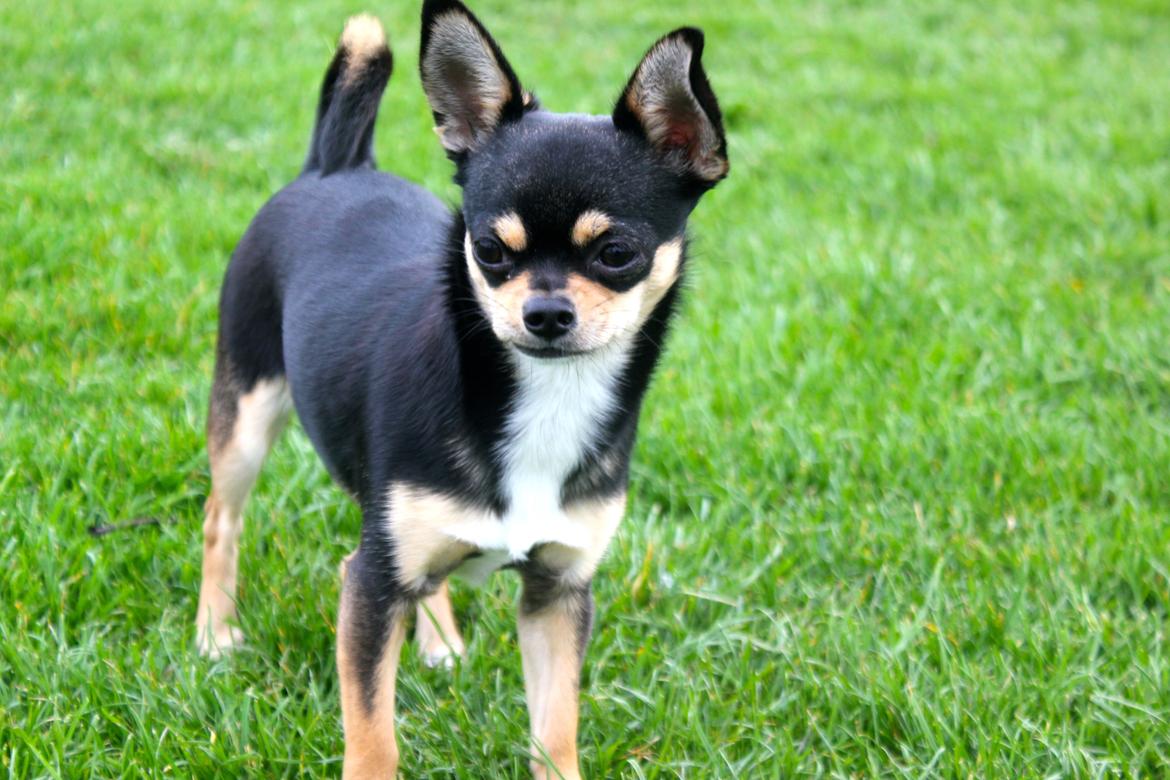 Chihuahua Chilli - En af de første gange hun var løs :-) billede 2