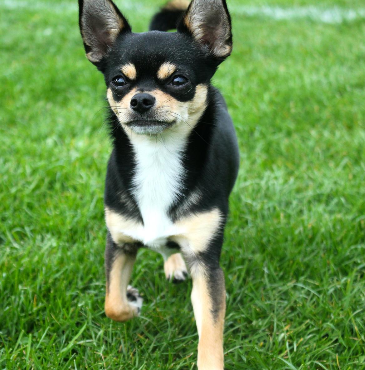 Chihuahua Chilli billede 3