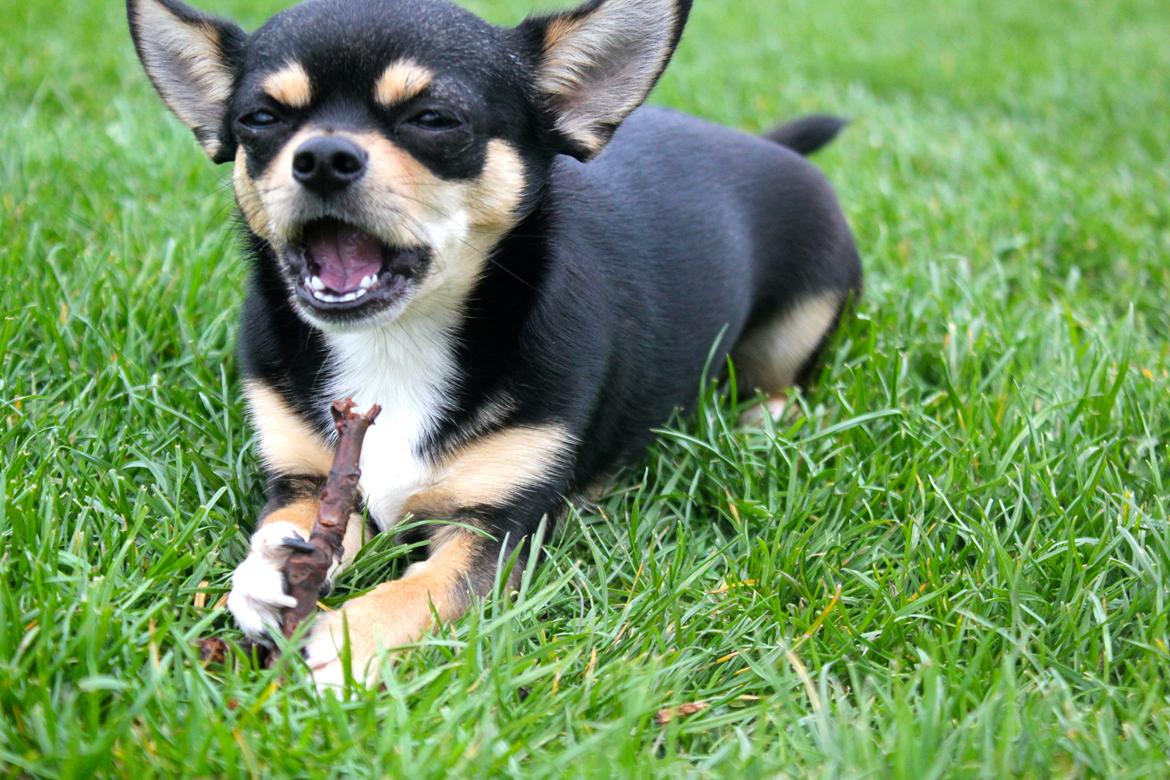 Chihuahua Chilli billede 5