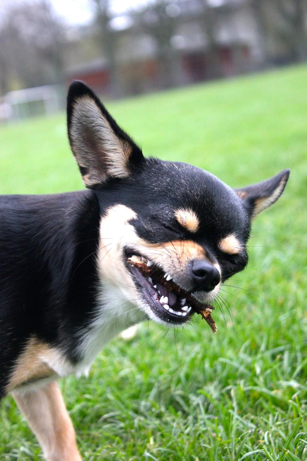 Chihuahua Chilli billede 6