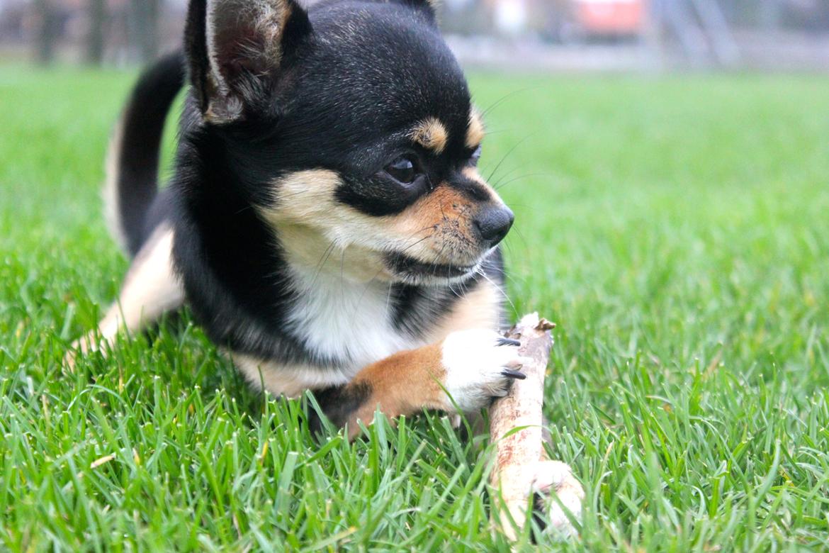Chihuahua Chilli - Det min pind !  billede 7